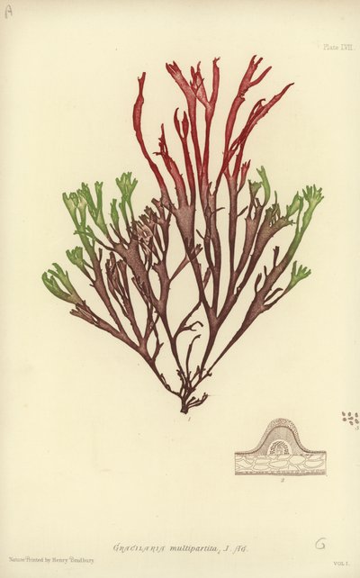 Alghe Marine Britanniche (stampa naturale) da English School